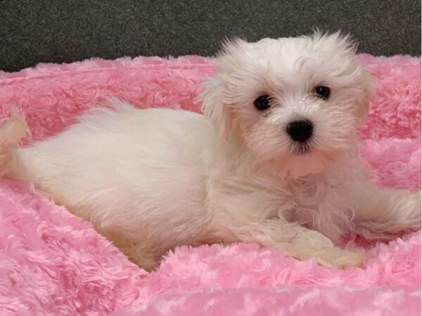 Maltese-DOG-Female-White-8360-Petland San Antonio, TX