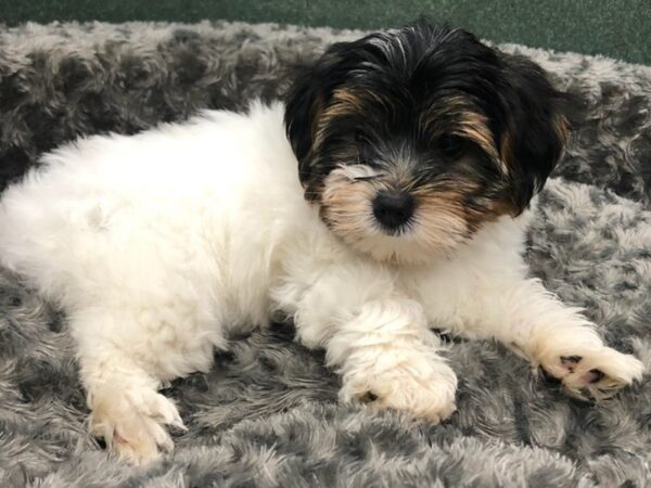 Yorkshire Terrier-DOG-Male-Black Tan & White-8432-Petland San Antonio, TX