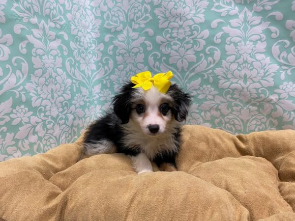 Miniature Australian Shepherd-DOG-Female-bl tri-5825-Petland San Antonio, TX