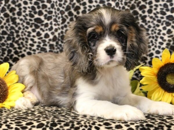 Cocker Spaniel-DOG-Female-Blue Merle & White-8995-Petland San Antonio, TX
