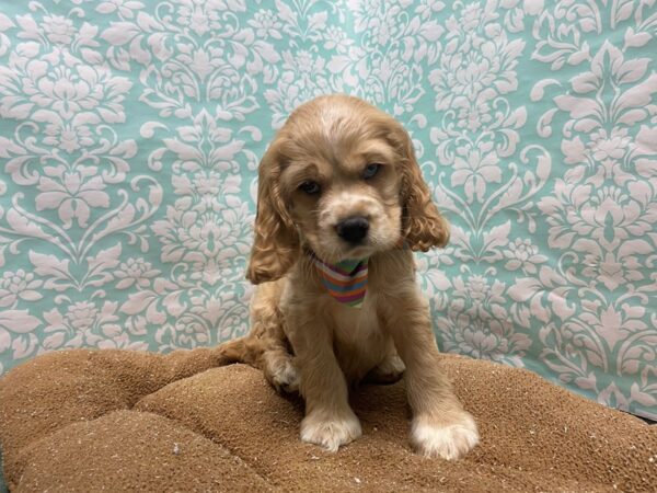 Cocker Spaniel-DOG-Male-bf, wh mkgs-6171-Petland San Antonio, TX