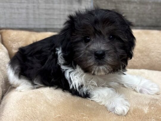 [#10502] Black & White Female Havanese Puppies for Sale