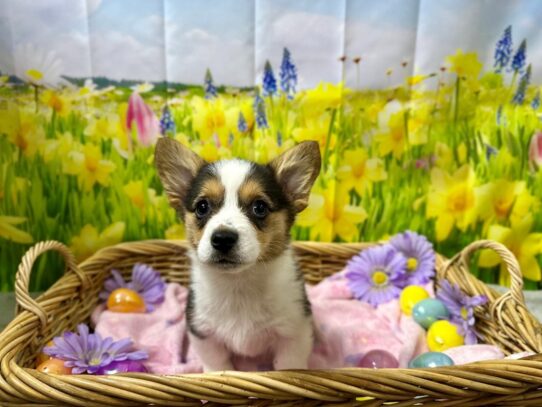 [#7600] blk wh and tn Female Pembroke Welsh Corgi Puppies for Sale